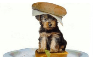 Aviary Photo_131088496071689296